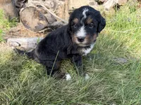 Summit, a male Bernedoodle for sale in Pekin, IL – 8 of 8