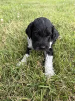 Toby, a male English Springer Spaniel and Poodle - Standard  for sale in Pekin, IL – 4 of 4