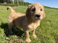 Winston , a male Goldendoodle and Poodle - Standard  for sale in Pekin, IL – 2 of 5