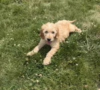 Goldie, a female Goldendoodle for sale in Pekin, IL – 4 of 8