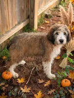 Beau, a male English Springer Spaniel and Poodle - Standard  for sale in Pekin, IL – 4 of 6