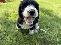 Briggs, a male English Springer Spaniel and Poodle - Standard  for sale in Pekin, IL – 3 of 8