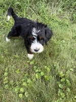 Juniper, a female Bernedoodle for sale in Pekin, IL – 10 of 10