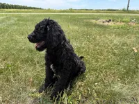 Kodiak, a male Goldendoodle for sale in Pekin, IL – 7 of 8
