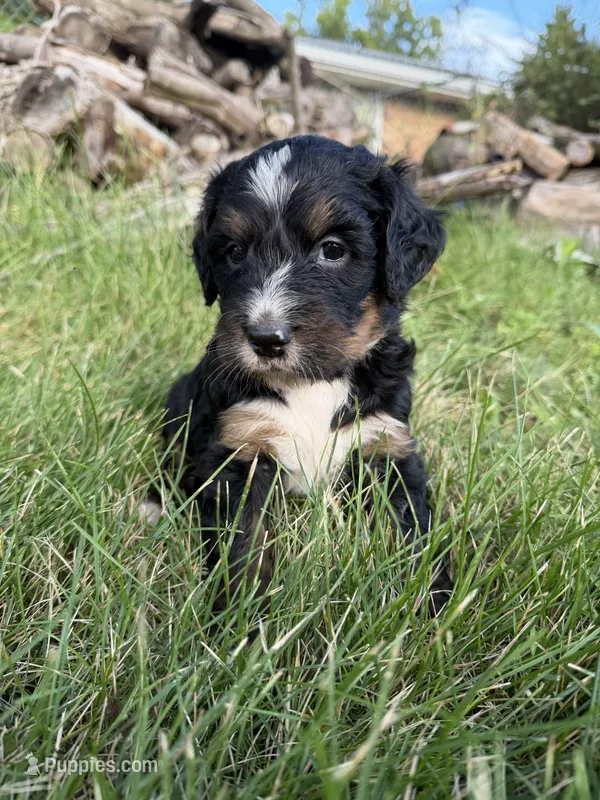 Tundra – Bernedoodle puppy for sale in Pekin, IL