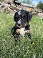 Tundra, a female Bernedoodle for sale in Pekin, IL – 1 of 7