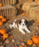 Marnie, a female English Springer Spaniel and Poodle - Standard  for sale in Pekin, IL – 5 of 6