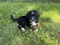 Tundra, a female Bernedoodle for sale in Pekin, IL – 5 of 6
