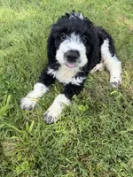 Briggs, a male English Springer Spaniel and Poodle - Standard  for sale in Pekin, IL – 6 of 8