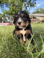 Sophie , a female Bernedoodle for sale in Pekin, IL – 3 of 7