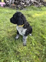 Toby, a male English Springer Spaniel and Poodle - Standard  for sale in Pekin, IL – 9 of 10