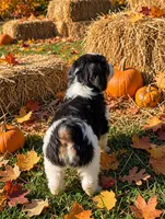 Bristol, a female Springer Doodle for sale in Pekin, IL – 4 of 5