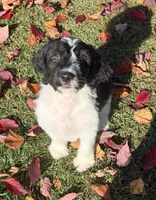 Remington - microchip # 7200, a male English Springer Spaniel and Poodle - Standard  for sale in Pekin, IL – 2 of 7