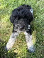 Beau, a male English Springer Spaniel and Poodle - Standard  for sale in Pekin, IL – 2 of 6