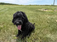 Kodiak, a male Goldendoodle for sale in Pekin, IL – 6 of 8