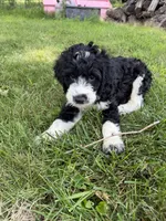 Briggs, a male English Springer Spaniel and Poodle - Standard  for sale in Pekin, IL – 4 of 8