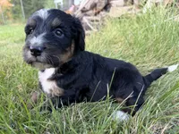 Tundra, a female Bernedoodle for sale in Pekin, IL – 5 of 7