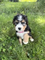 Sterling, a female Bernedoodle for sale in Pekin, IL – 2 of 8