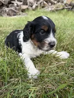 Stella, a female English Springer Spaniel and Poodle - Standard  for sale in Pekin, IL – 3 of 4
