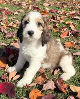 Marnie - microchip # 7182, a female English Springer Spaniel and Poodle - Standard  for sale in Pekin, IL – 6 of 7