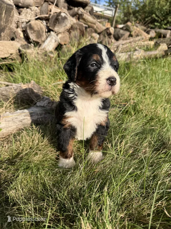 Juniper – Bernedoodle puppy for sale in Pekin, IL