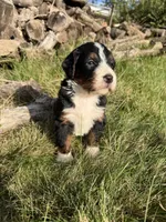 Juniper, a female Bernedoodle for sale in Pekin, IL – 1 of 4