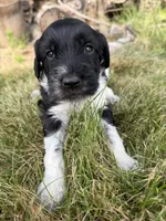 Beau, a male English Springer Spaniel and Poodle - Standard  for sale in Pekin, IL – 5 of 10