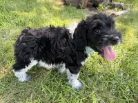 Beau, a male English Springer Spaniel and Poodle - Standard  for sale in Pekin, IL – 4 of 6