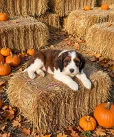 Presley, a female Springer Doodle for sale in Pekin, IL – 4 of 6