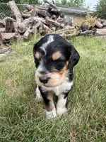 Hank, a male English Springer Spaniel and Poodle - Standard  for sale in Pekin, IL – 8 of 10