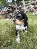 Hank, a male English Springer Spaniel and Poodle - Standard  for sale in Pekin, IL – 6 of 10