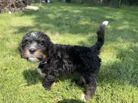 Tundra, a female Bernedoodle for sale in Pekin, IL – 3 of 6