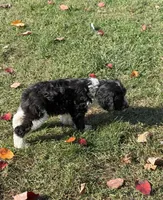 Weston- micro chip #7177, a male English Springer Spaniel and Poodle - Standard  for sale in Pekin, IL – 2 of 5
