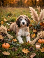 Beau, a male English Springer Spaniel and Poodle - Standard  for sale in Pekin, IL – 3 of 6