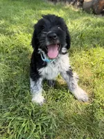 Beau, a male English Springer Spaniel and Poodle - Standard  for sale in Pekin, IL – 5 of 6