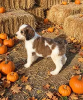 Marnie, a female English Springer Spaniel and Poodle - Standard  for sale in Pekin, IL – 6 of 6