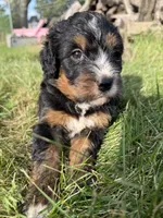 Sophie , a female Bernedoodle for sale in Pekin, IL – 2 of 7