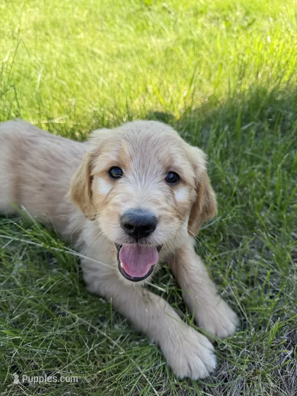 Winston , a male Goldendoodle and Poodle - Standard  for sale in Pekin, IL – 1 of 5