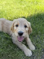 Winston , a male Goldendoodle and Poodle - Standard  for sale in Pekin, IL – 1 of 5