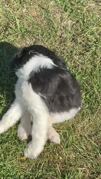 Remington - microchip # 7200, a male English Springer Spaniel and Poodle - Standard  for sale in Pekin, IL – 7 of 7