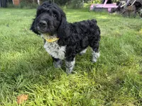 Toby, a male English Springer Spaniel and Poodle - Standard  for sale in Pekin, IL – 10 of 10