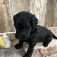 Phillip 3861, a male Goldendoodle for sale in Pekin, IL – Photo 4 of 10