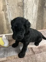 Phillip 3861, a male Goldendoodle for sale in Pekin, IL – Photo 4 of 10