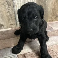 Phillip 3861, a male Goldendoodle for sale in Pekin, IL – Photo 2 of 10