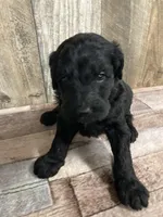 Phillip 3861, a male Goldendoodle for sale in Pekin, IL – Photo 2 of 10