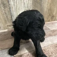 Phillip 3861, a male Goldendoodle for sale in Pekin, IL – Photo 5 of 10