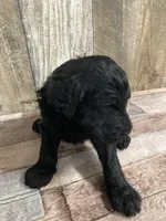 Phillip 3861, a male Goldendoodle for sale in Pekin, IL – Photo 5 of 10