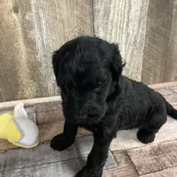 Phillip 3861, a male Goldendoodle for sale in Pekin, IL – Photo 8 of 10