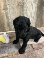 Phillip 3861, a male Goldendoodle for sale in Pekin, IL – Photo 8 of 10