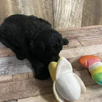 Phillip 3861, a male Goldendoodle for sale in Pekin, IL – Photo 10 of 10